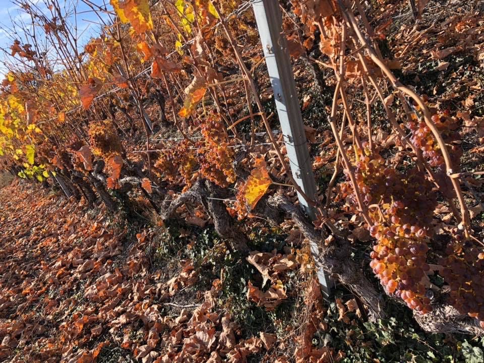 Vigne de la acve etienne bétrisey à Ayent au coeur du valais